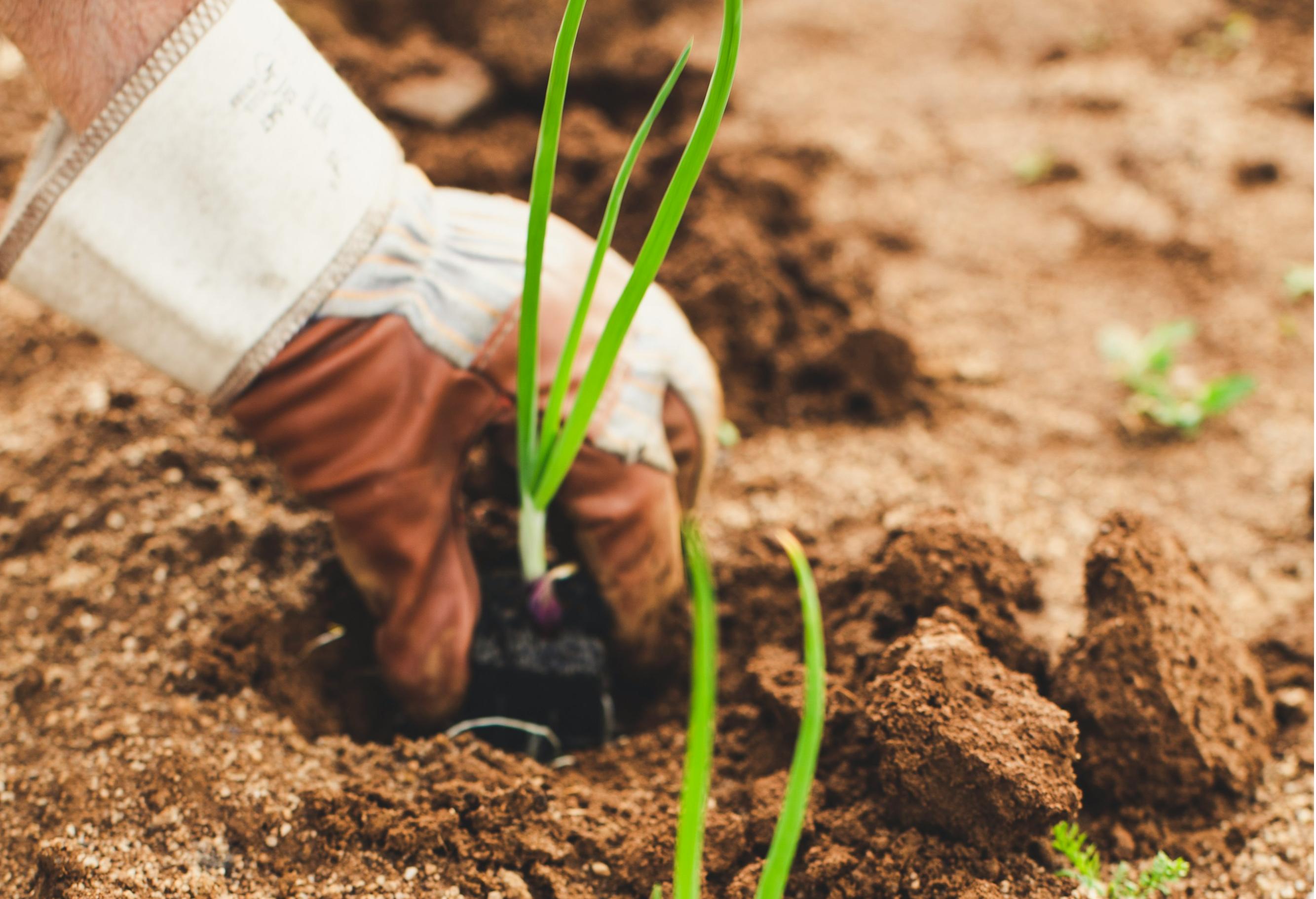 石家莊智慧農(nóng)業(yè)App開發(fā)，科技賦能農(nóng)業(yè)突破