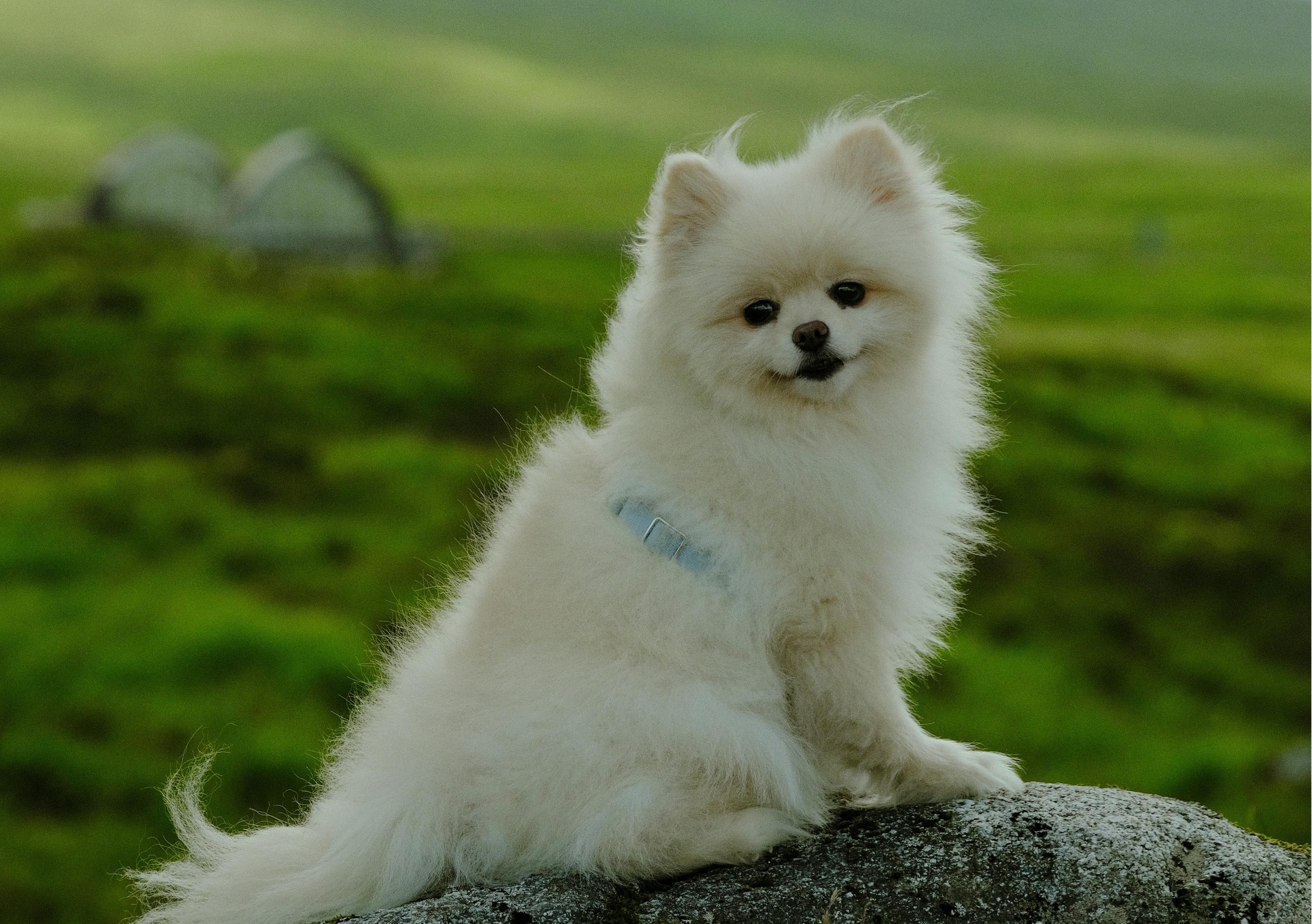 石家莊寵物拼車托運(yùn)App開發(fā)，塑造拼車“它經(jīng)濟(jì)”